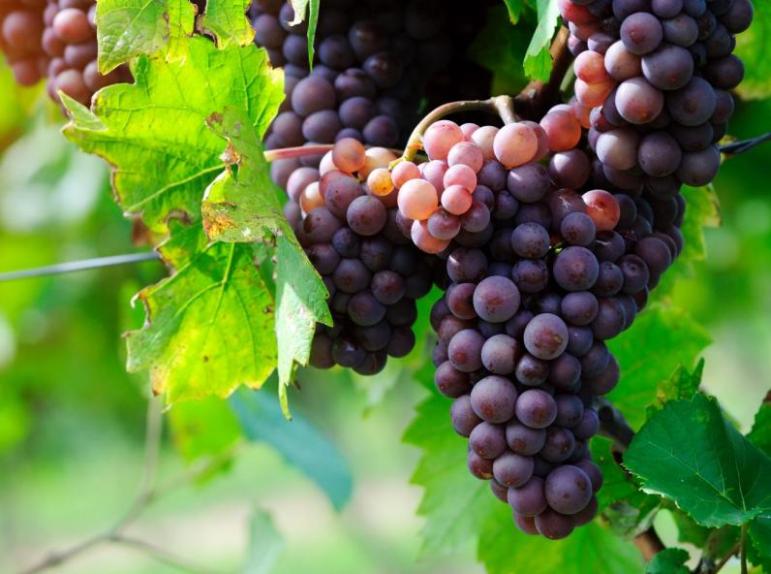 Les raisins, bon allié de la cure detox d'automne