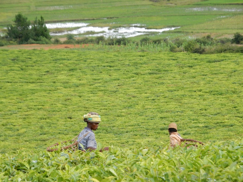 plantation de thé à Sahambavy.jpg